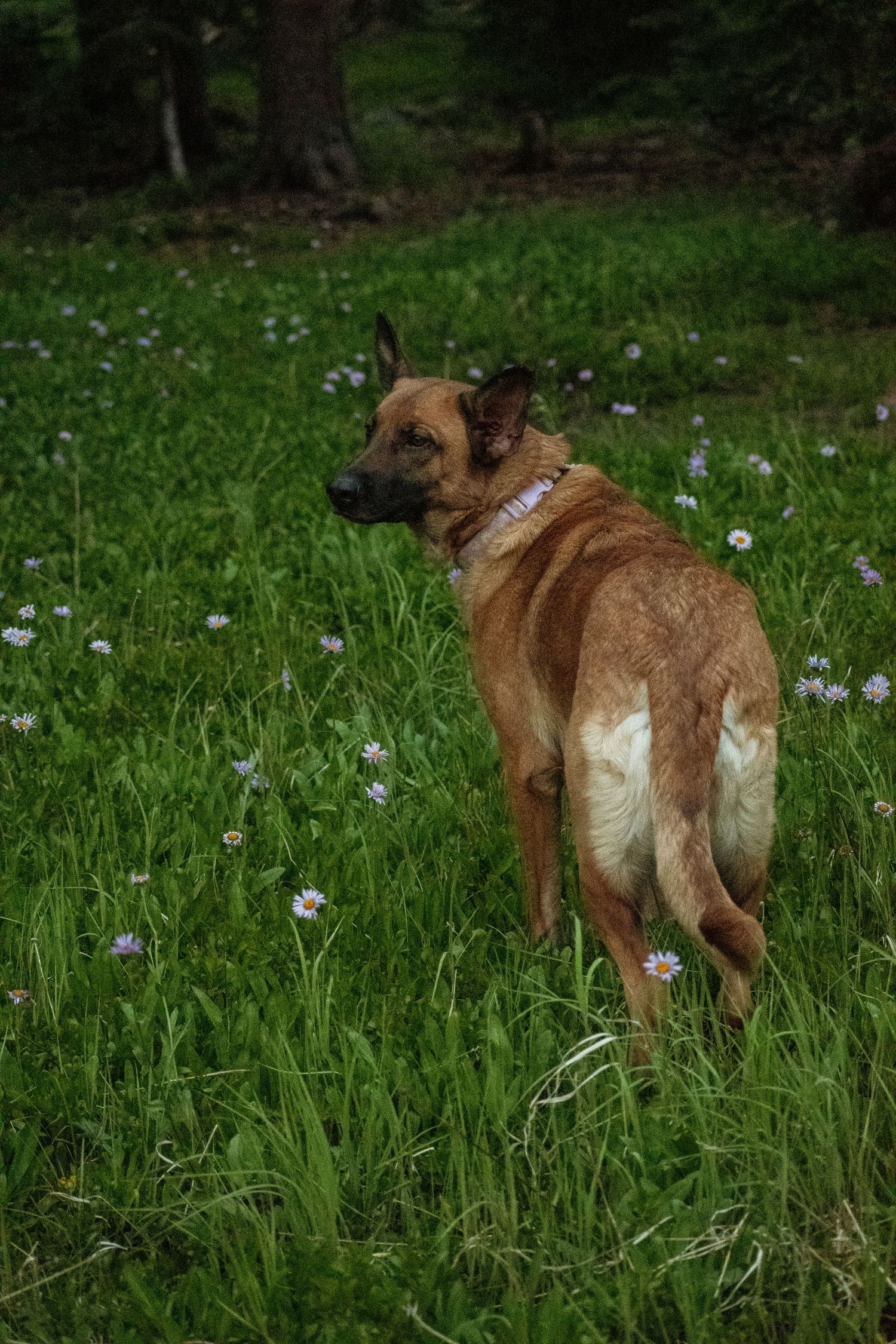 Brown dog with collar stands alert in green meadow with wildflowers and trees.