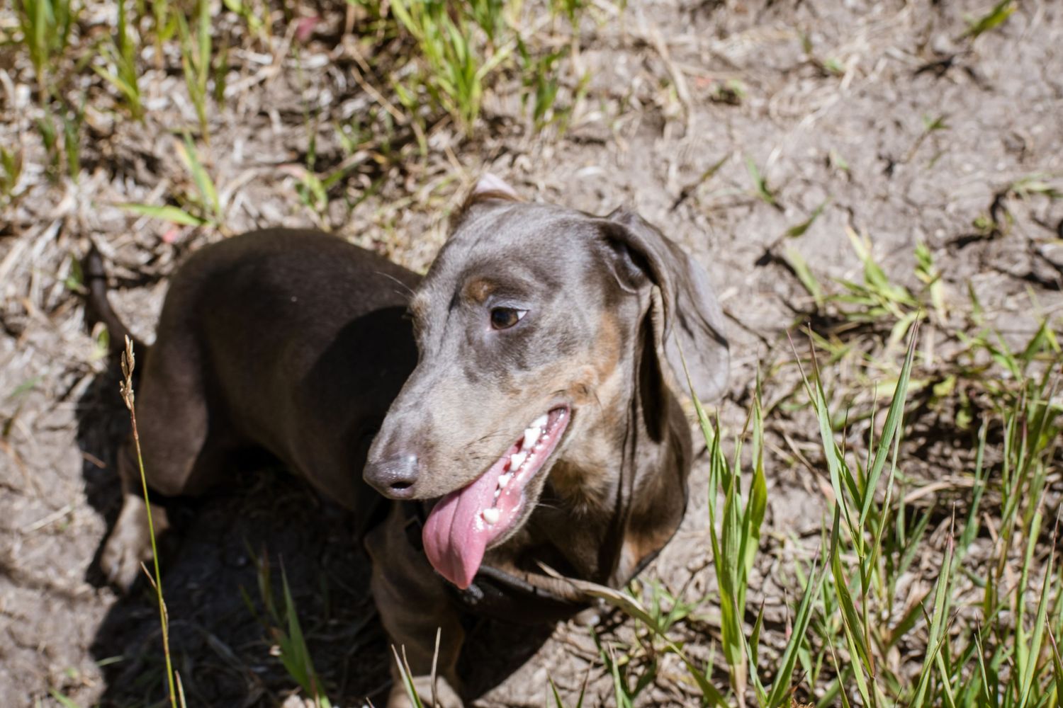 Close-up of a chocolate Dachshund with tongue out resting on muddy ground outdoors.
