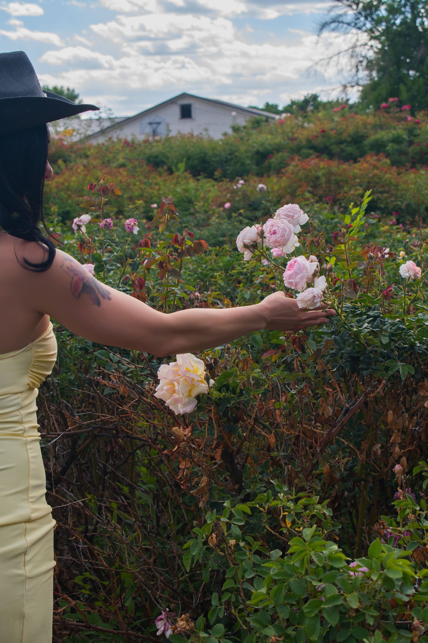 Woman in yellow dress and black hat reaching out to touch pink roses in a lush garden with a white barn in the background.