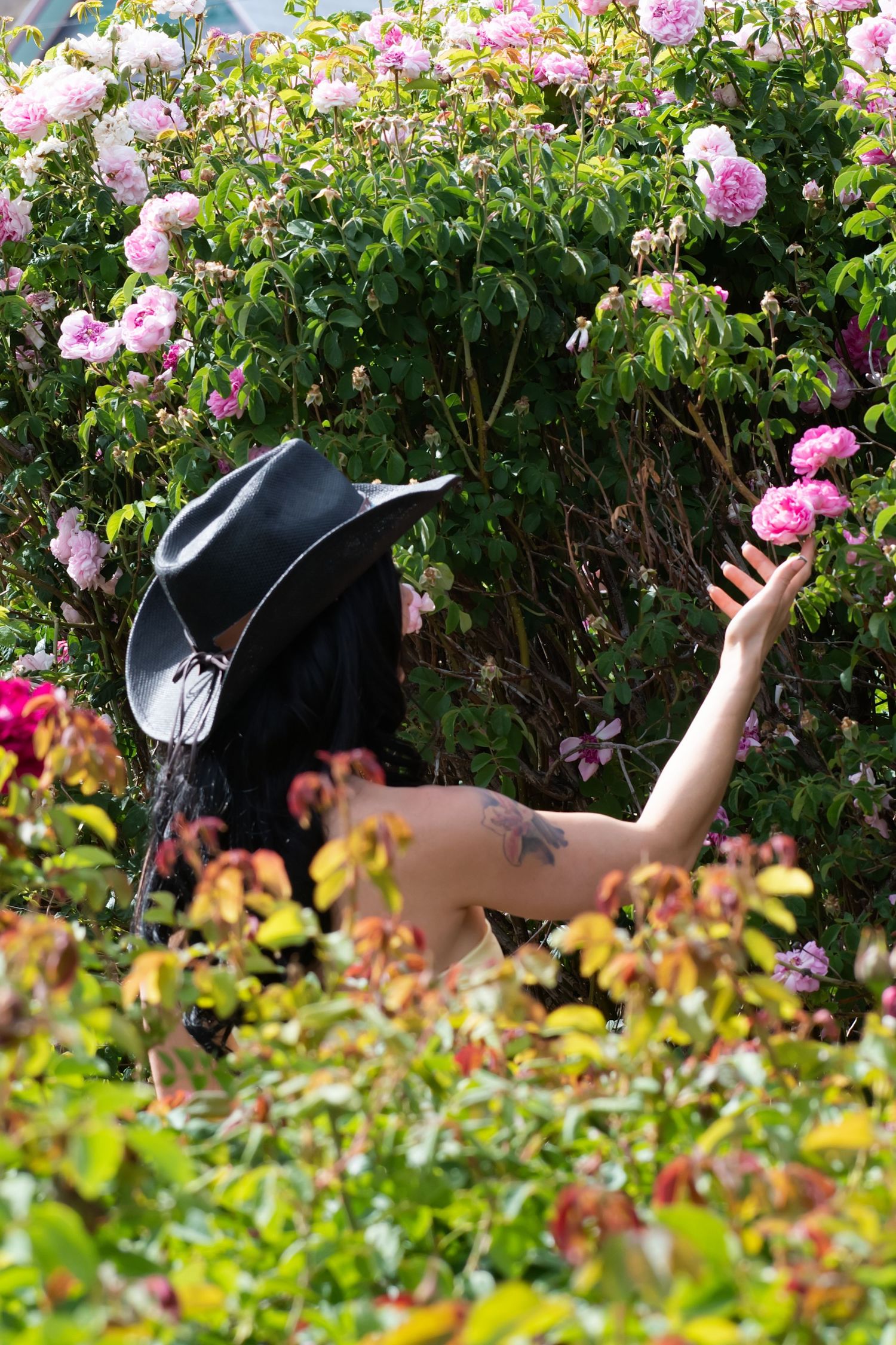 Person in black cowboy hat reaches for pink roses in lush garden bushes.