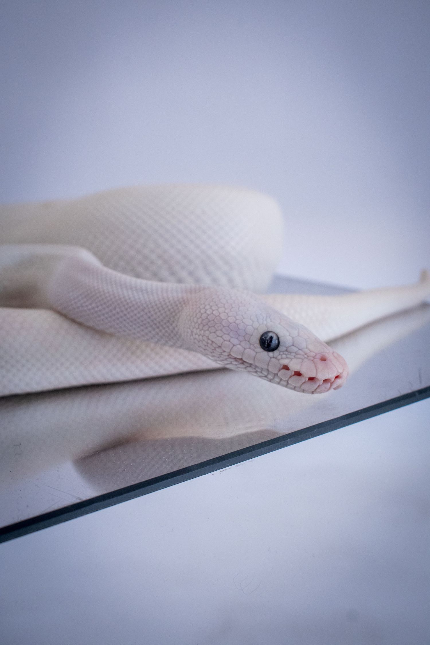 White albino ball python snake coiled on glass shelf against light background.