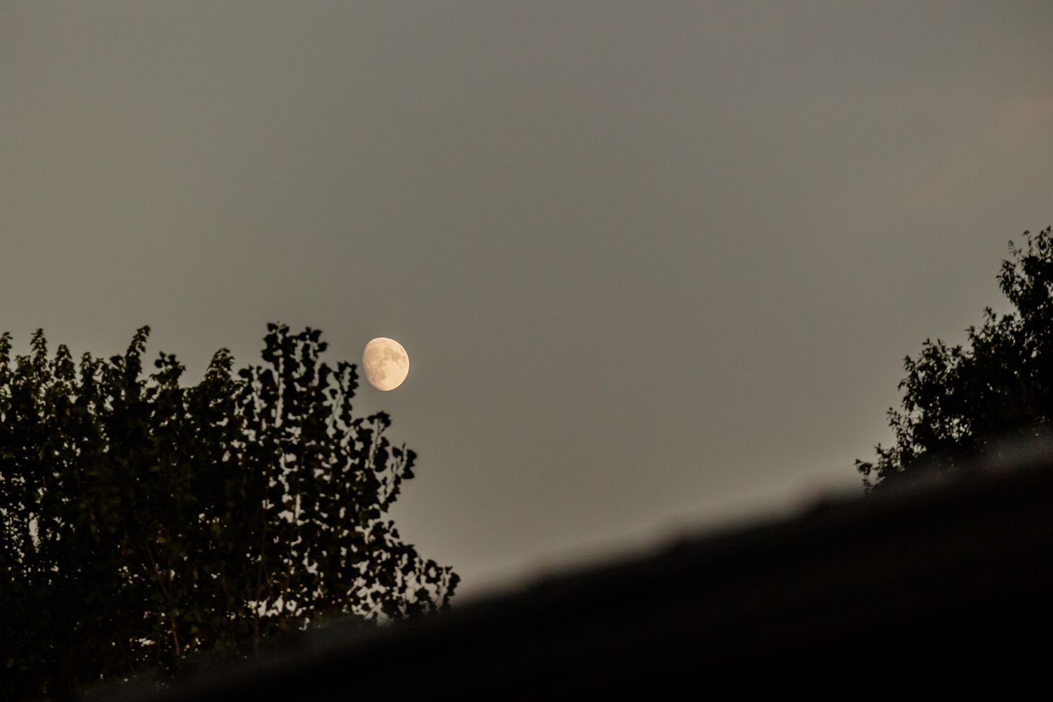 Moon rising over dark silhouetted treeline at dusk creating a moody natural backdrop.