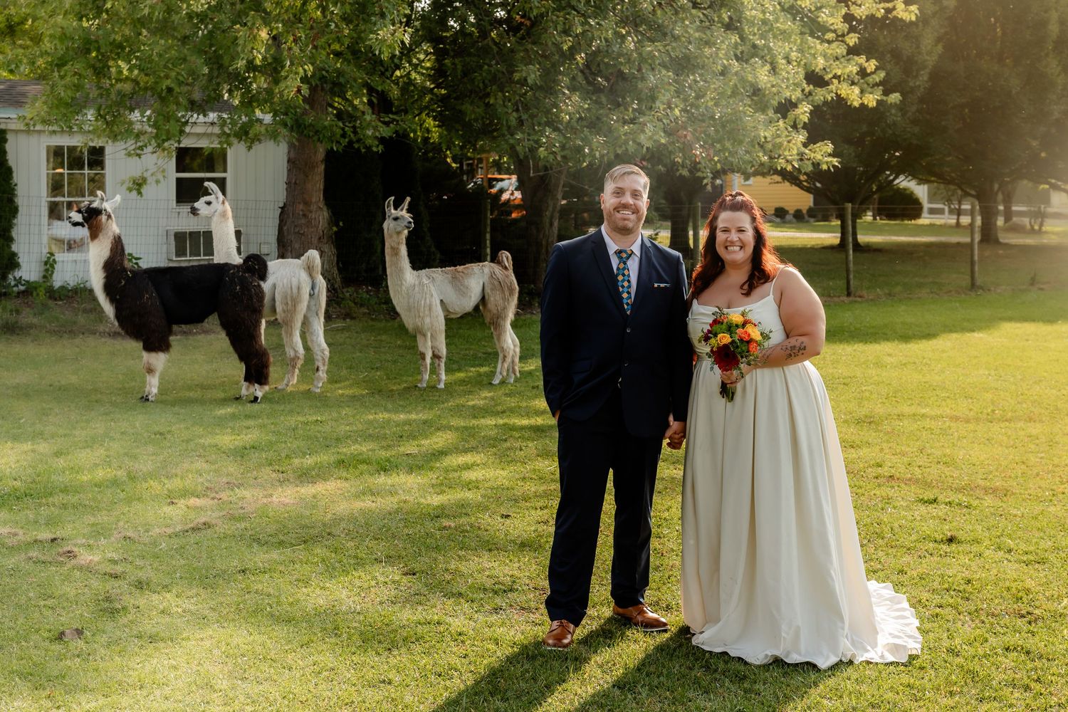 Wedding couple shares intimate moment in sunlit garden setting with llamas in background at golden hour.