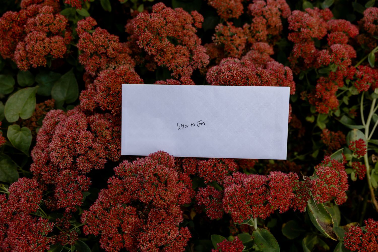 Clusters of deep red sedum flowers bloom in a garden setting creating a vibrant autumn display.