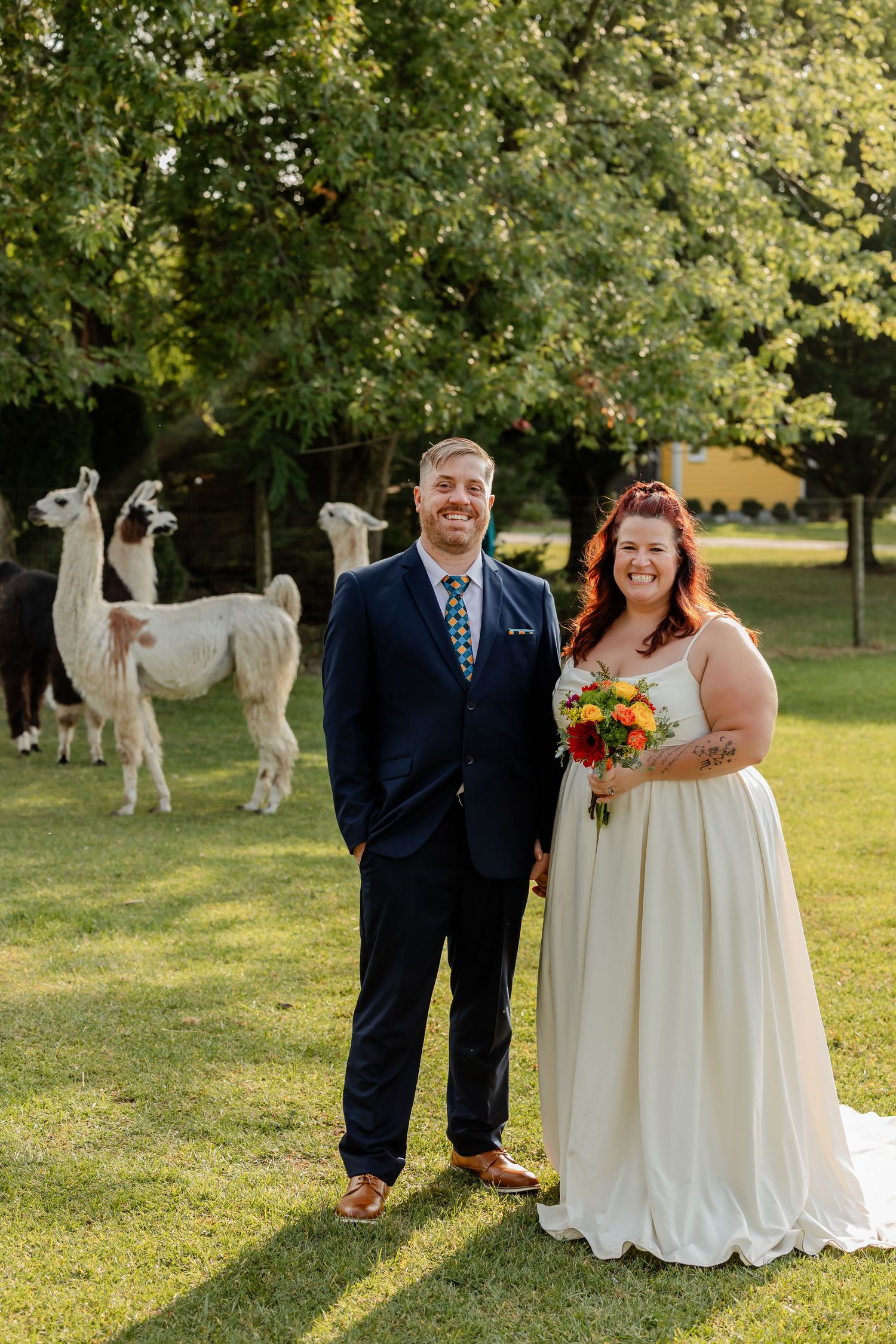 Newlyweds stand together on sunny lawn with elegant  real llamas in background.