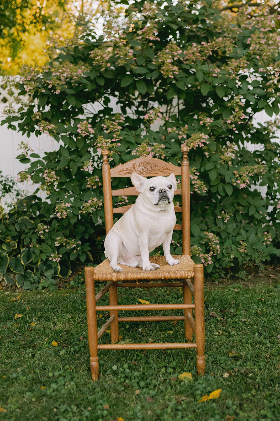 A white French bulldog sits adorably on a wooden ladder-back chair in a lush garden setting with green foliage.