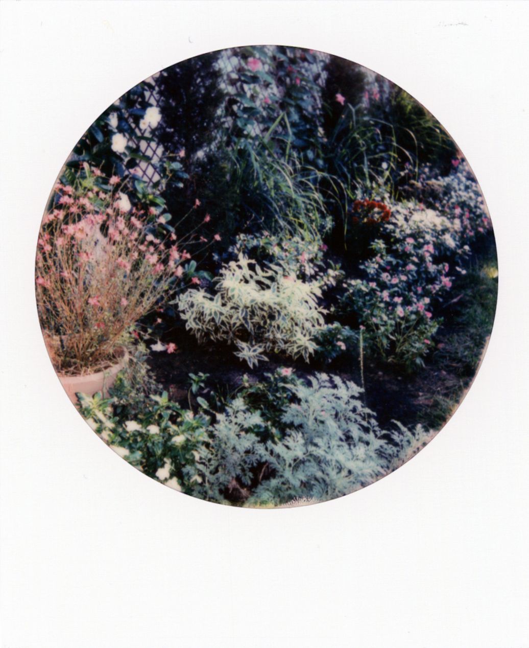 Ethereal garden scene with flowering plants and soft lighting effects.