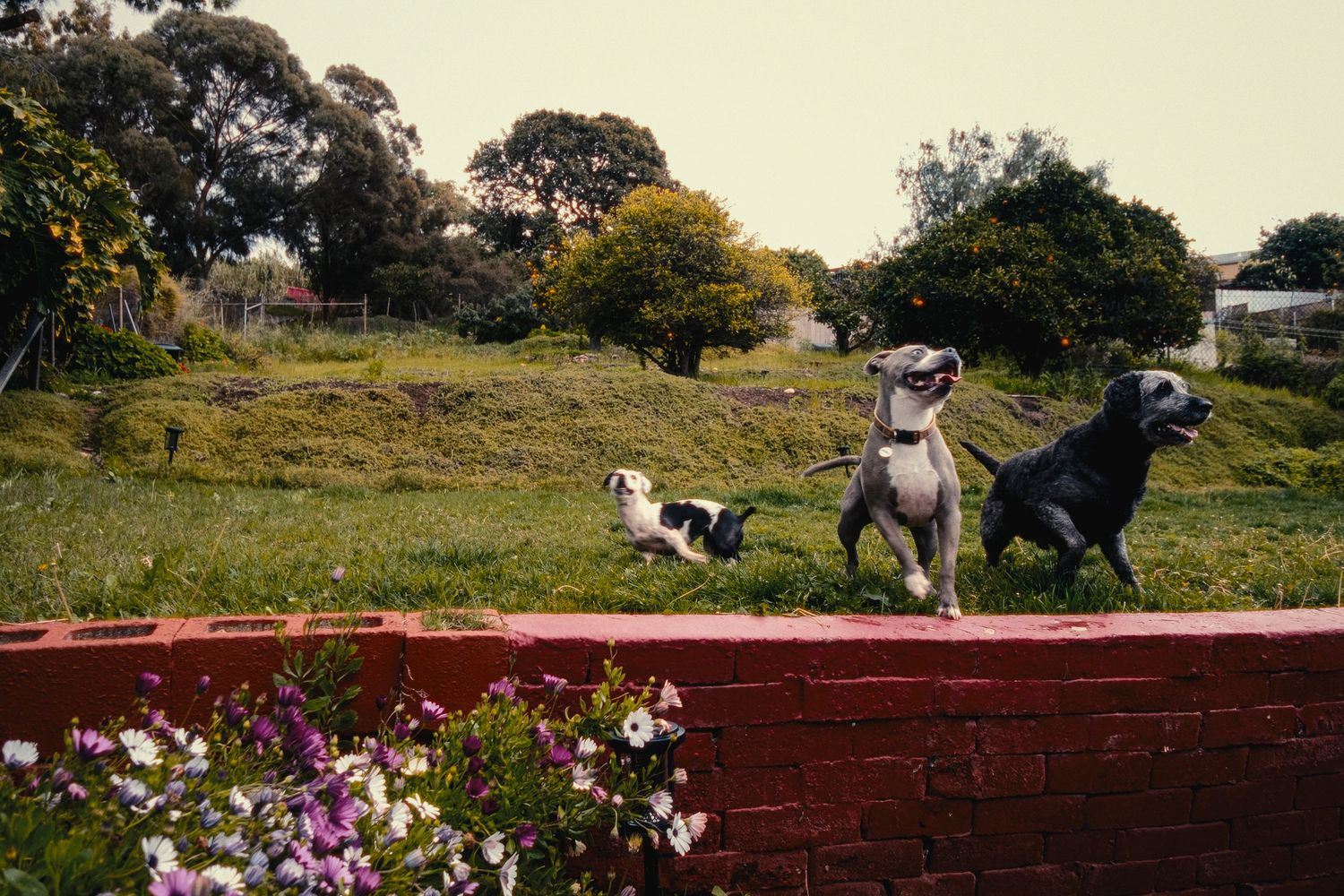 Dogs playing in a grassy field with red wall and purple flowers.