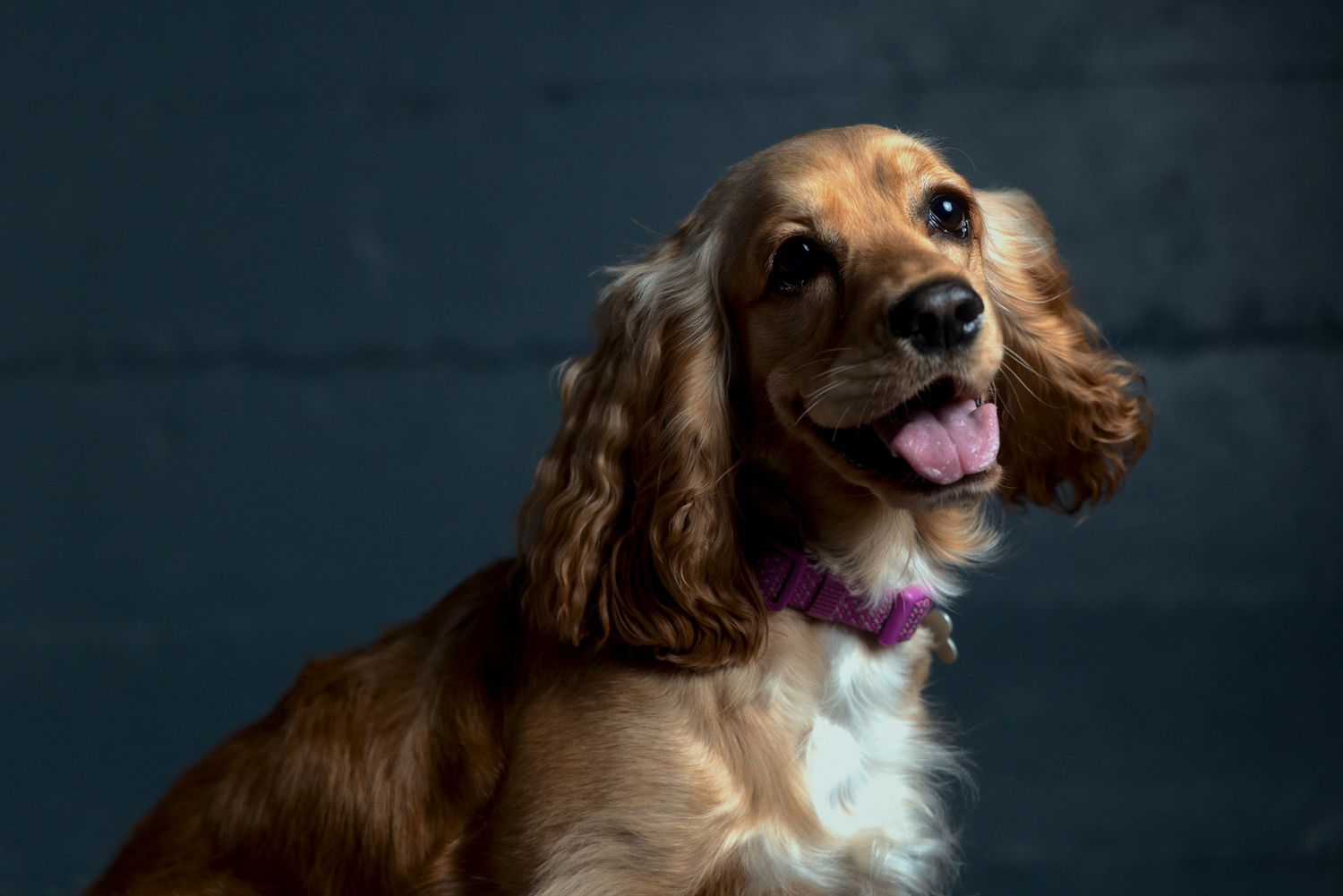 A happy Cocker Spaniel with golden brown fur and long floppy ears smiles against a dark background while wearing a purple collar.