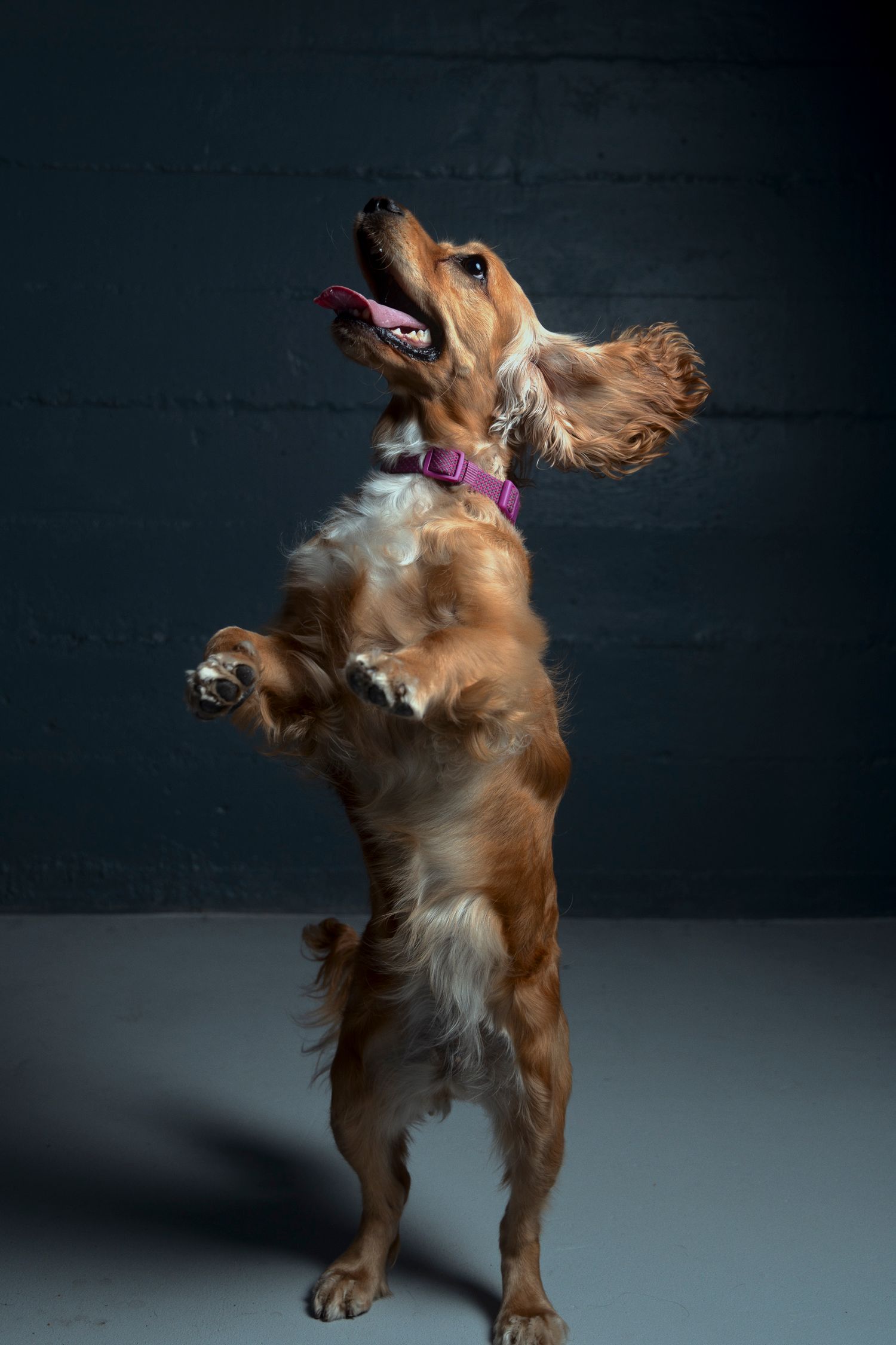 Golden retriever dog jumping and playing energetically against dark studio background.