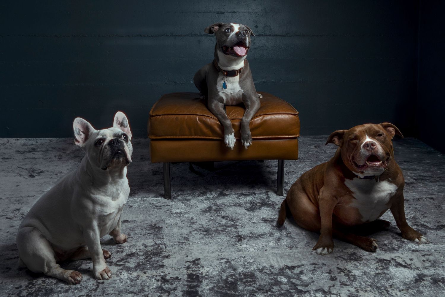 Three pit bulls pose together in a moody studio setting with one dog sitting on a brown leather ottoman.