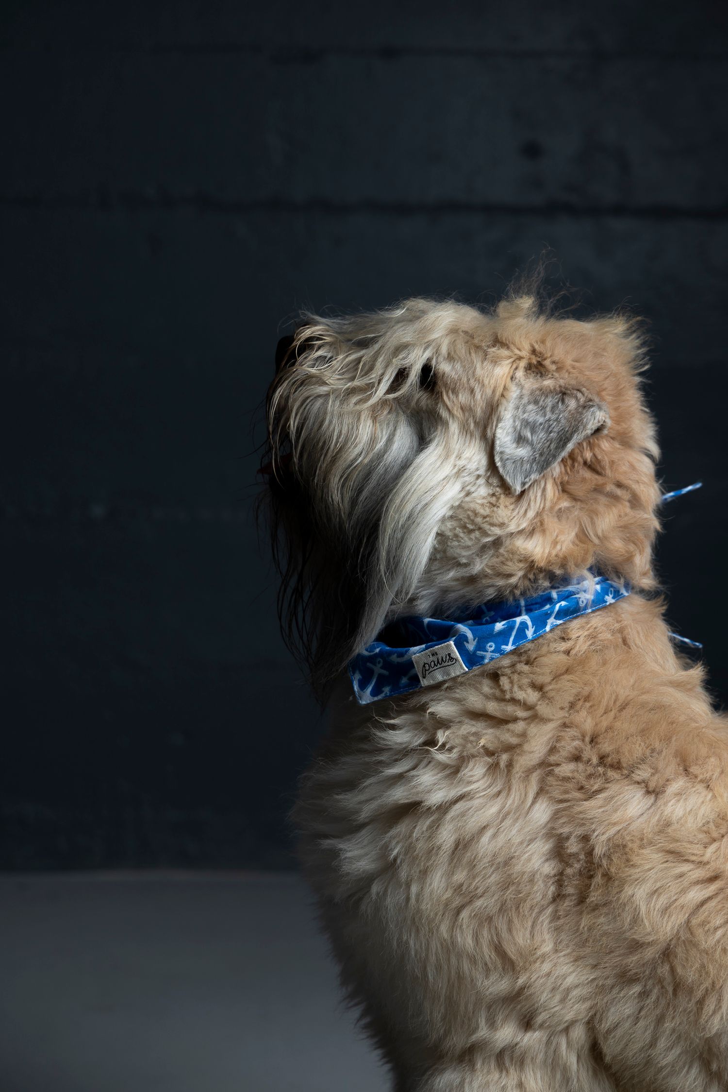 A shaggy cream-colored dog wearing a blue collar photographed from behind in dramatic lighting.
