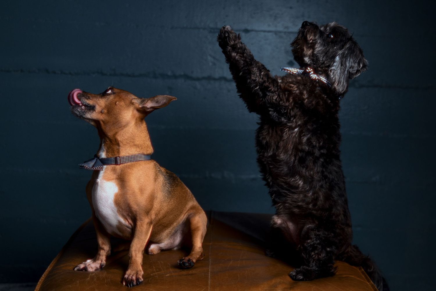 Brown and white dog in playful motion sequence showing jumping and twisting movements against dark background.