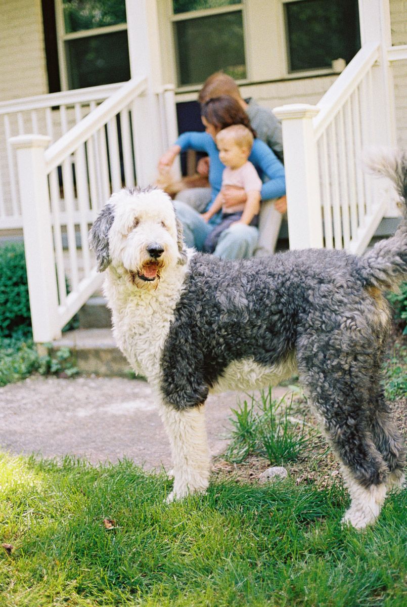 Fluffy Old English Sheepdog stands on green grass in front of a white porch where a woman holds a baby.
