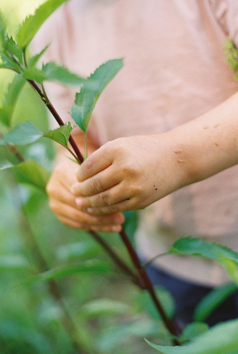 Child's hands gently holding a green plant stem with leaves in a lush garden setting.