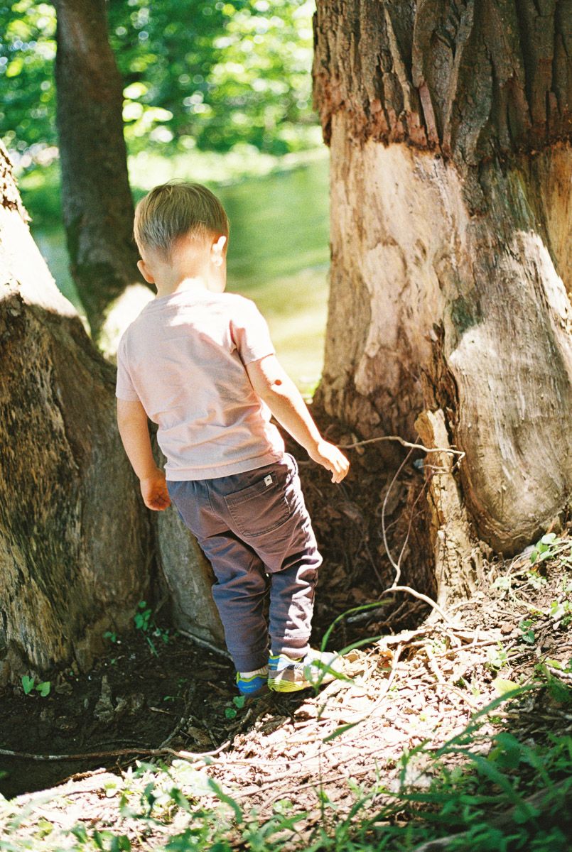 Young boy explores between large tree trunks in a sunlit forest, wearing a pink shirt and gray pants.