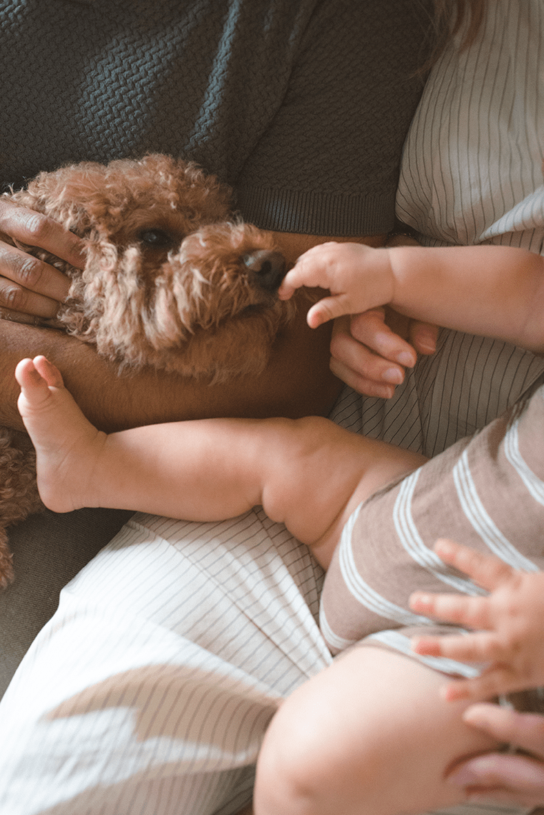 A calming moment showing hands gently stroking a curly-haired dog resting on a soft grey couch.