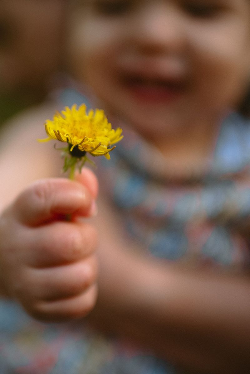 Small hand holding out a bright yellow dandelion flower in selective focus against a blurred background.