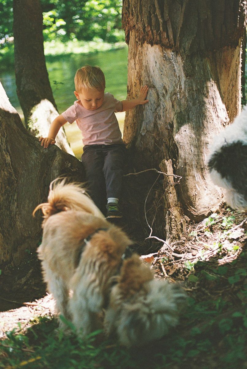 A young child climbs a large tree trunk in a forest while two fluffy dogs play nearby.