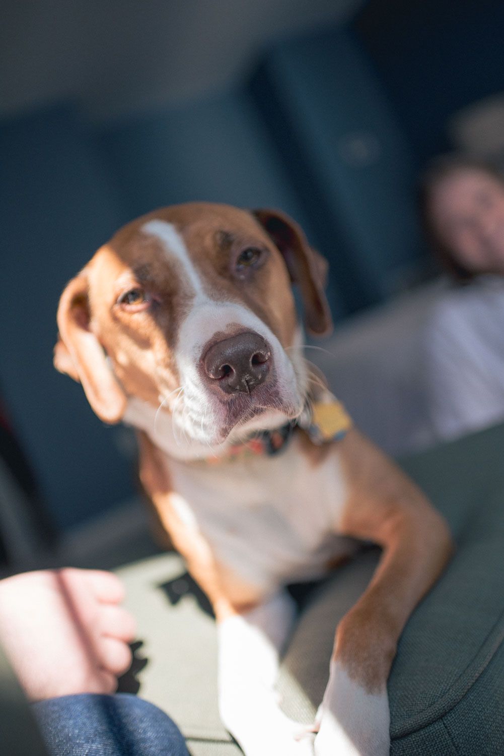 Brown and white dog with a yellow collar sits attentively on a couch in sunlight, looking up at the camera.