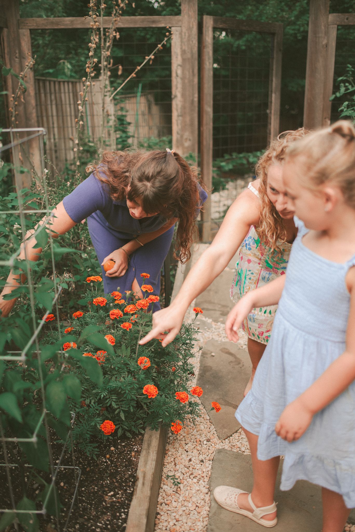 A person in a blue dress tends to bright orange marigold flowers in a garden while leaning down to care for the plants.