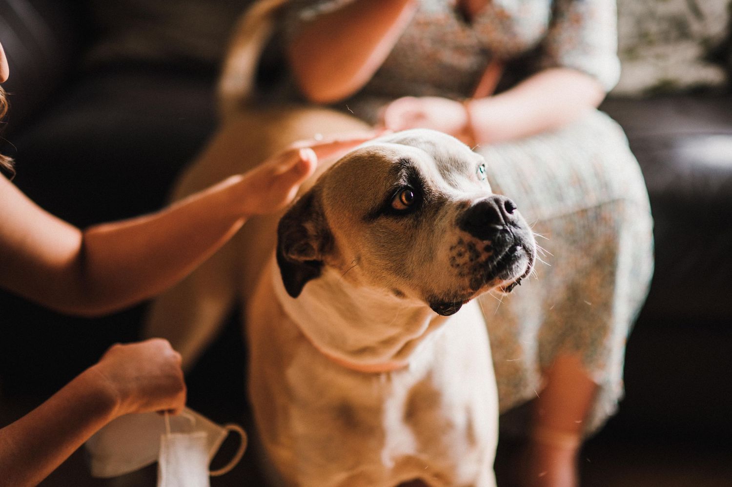 Close-up shot of a friendly bulldog being petted indoors.