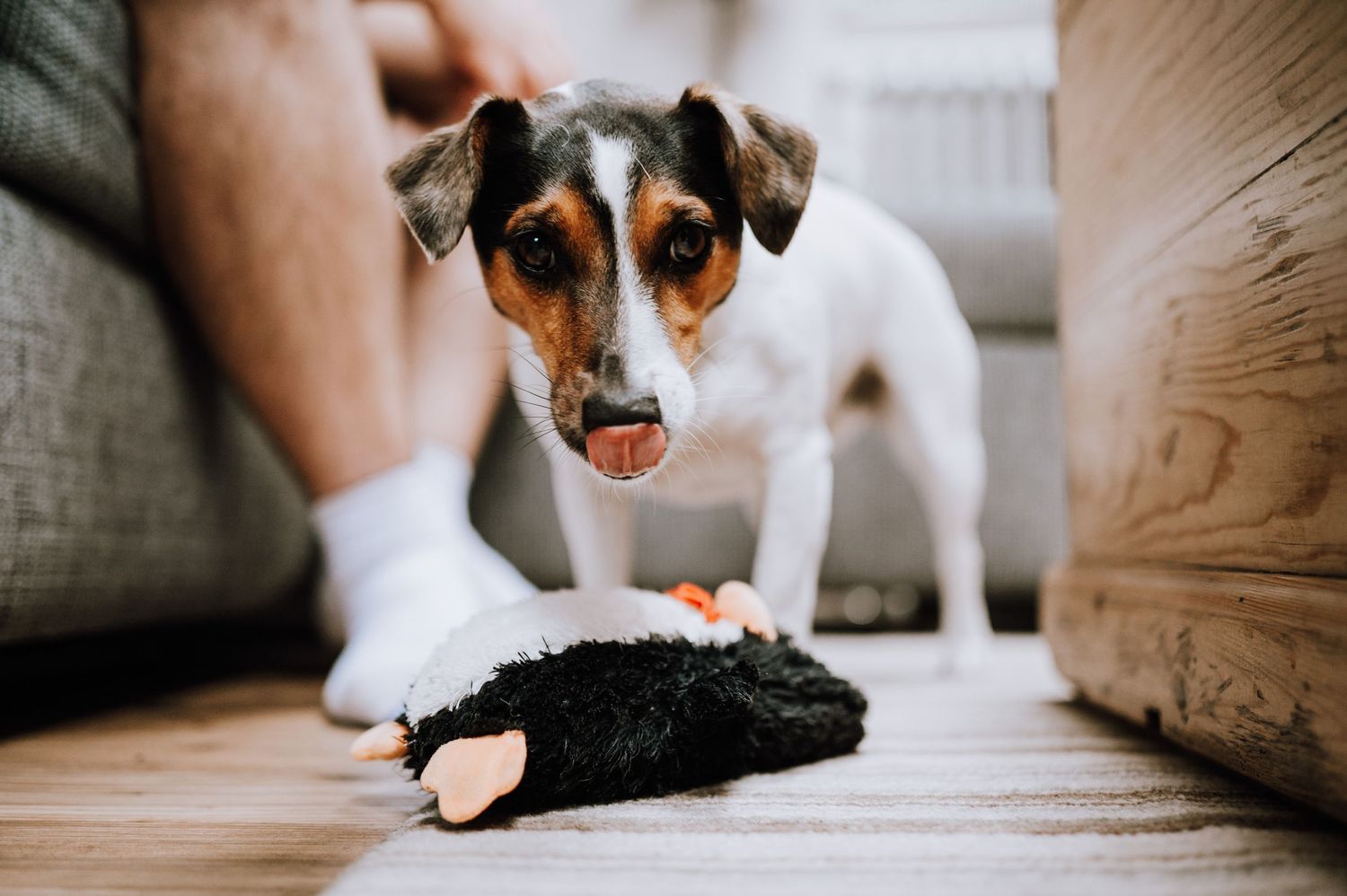 A Jack Russell terrier playing with a black toy on a wooden floor.