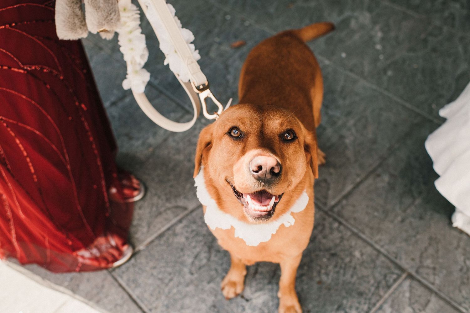 A happy brown dog with white markings smiles at the camera while wearing a leash.