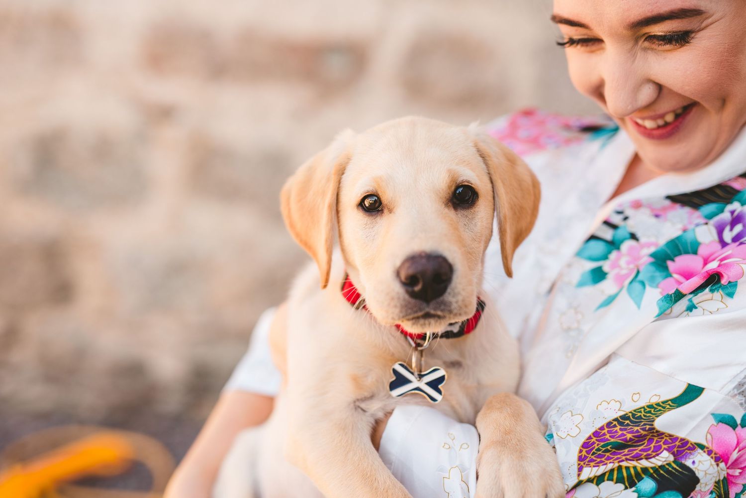 Adorable yellow Labrador puppy being held while giving sweet kisses outdoors.