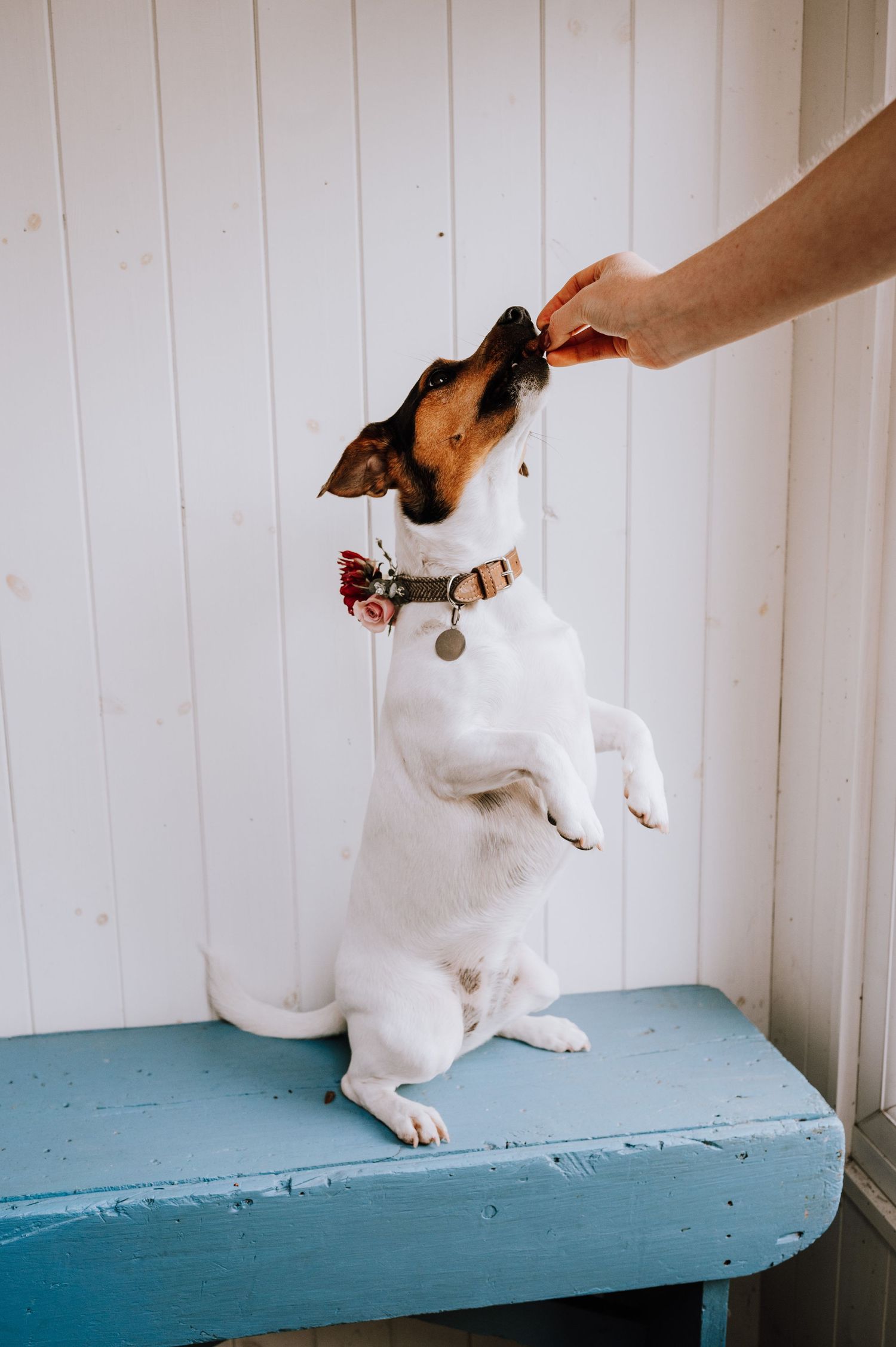 A Jack Russell terrier standing on its hind legs to get a treat from an outstretched hand.