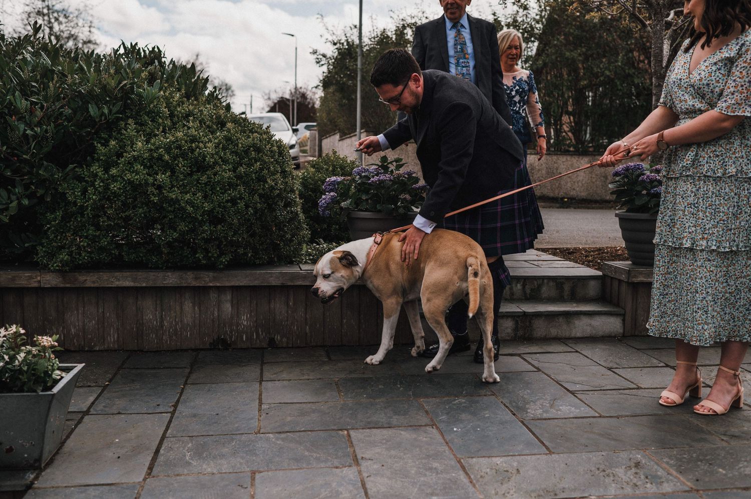 English bulldog on a leash walking with people on stone steps.