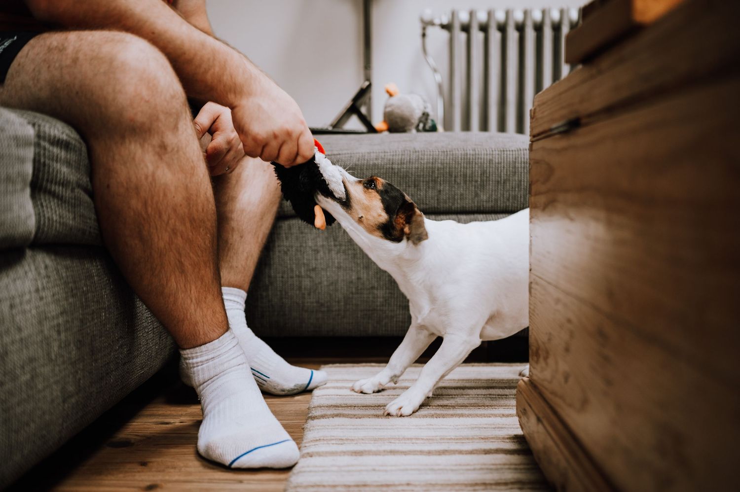Jack Russell terrier playfully tugging at sock on couch.