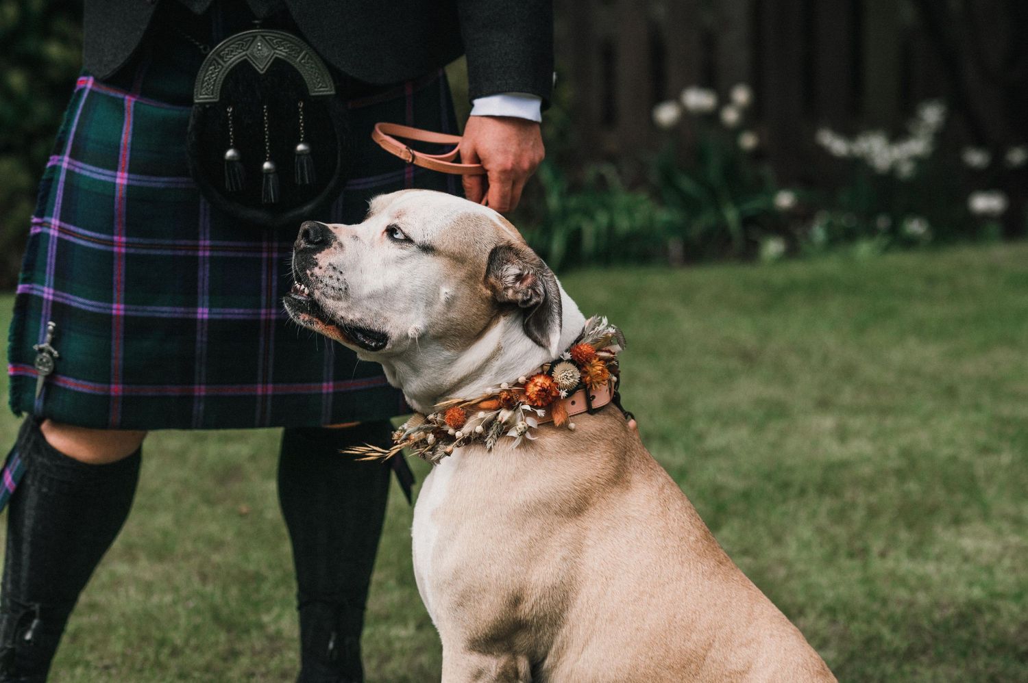 A cream-colored dog wearing a decorative collar poses next to someone in a traditional Scottish kilt.