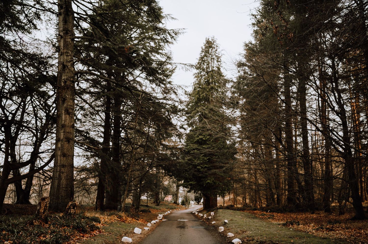 Tree-lined driveway leading through a moody forest with autumn colors.