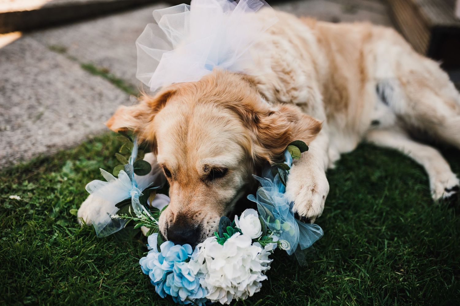 Golden retriever lying on grass wearing blue and white floral wedding accessories.