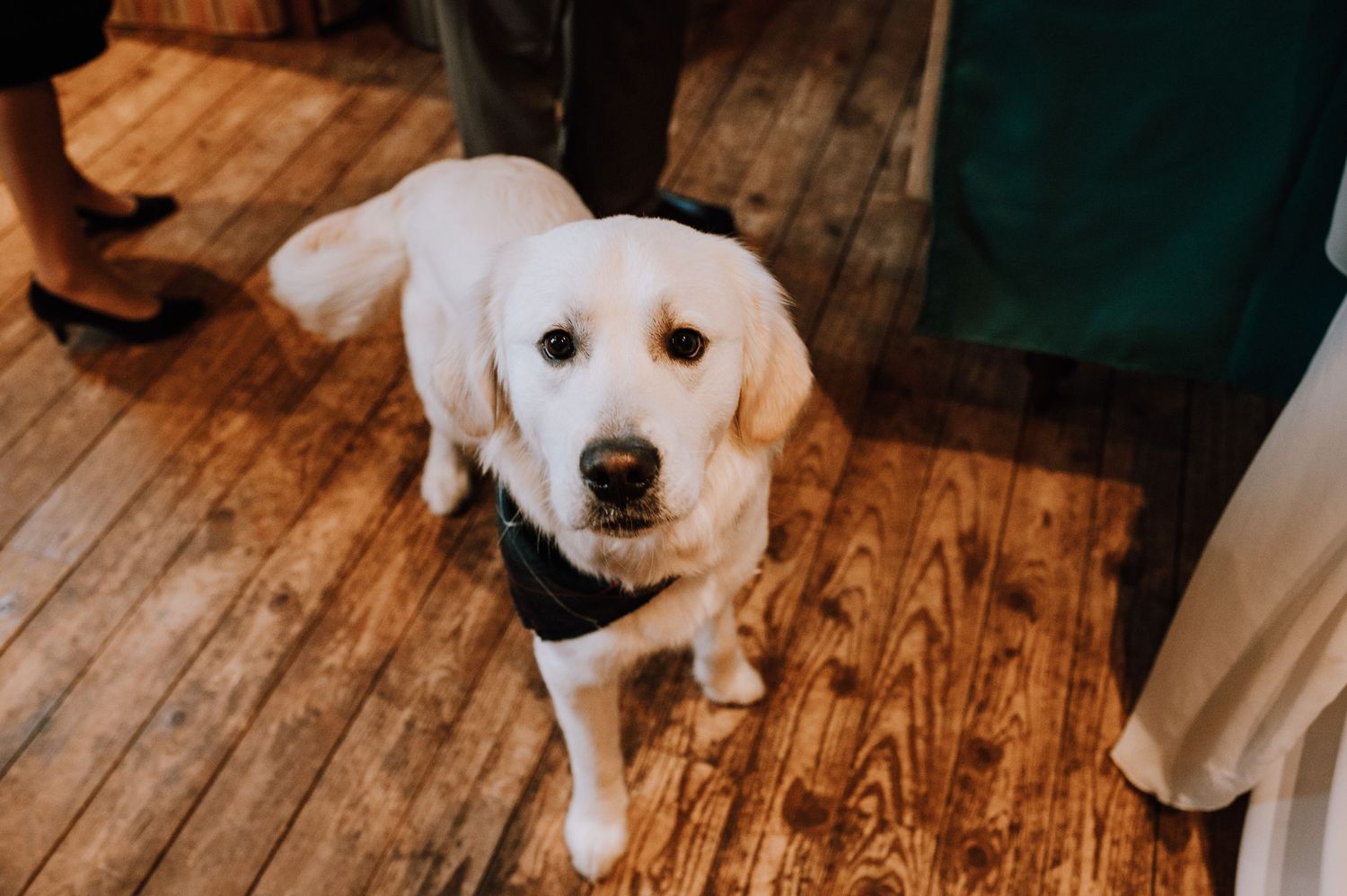 A friendly white Labrador dog wearing a black bowtie looks up at the camera on wooden flooring.