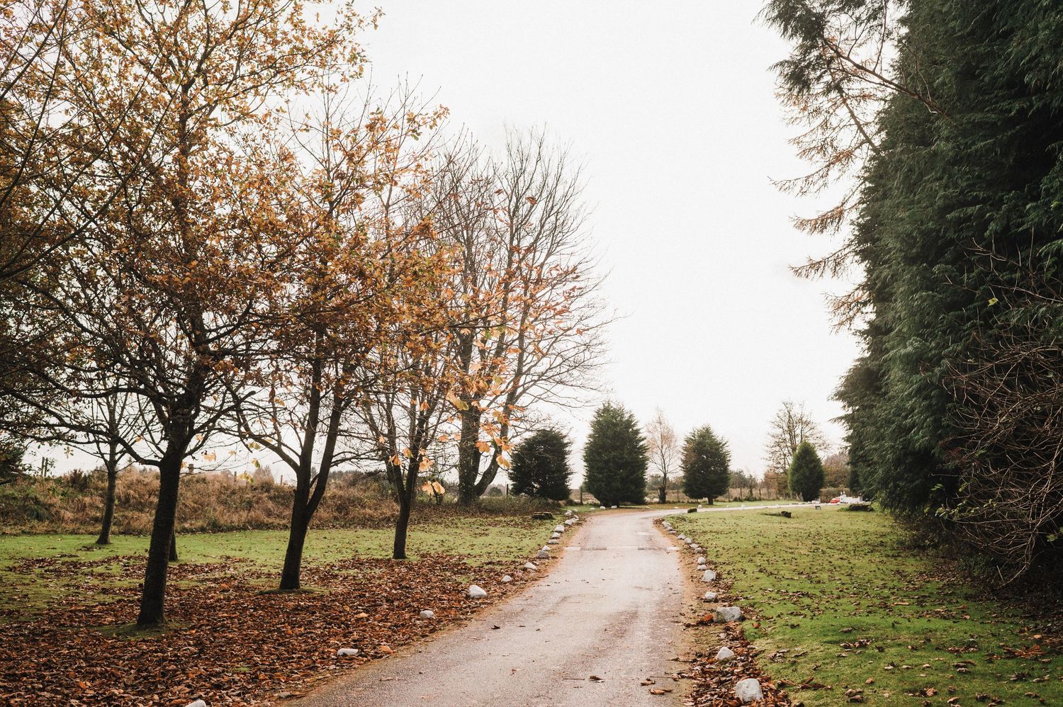 A dirt road winding through bare autumn trees and green grass.