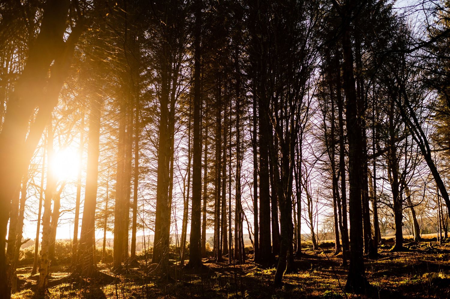 Sunlight streams through tall pine trees in misty forest.