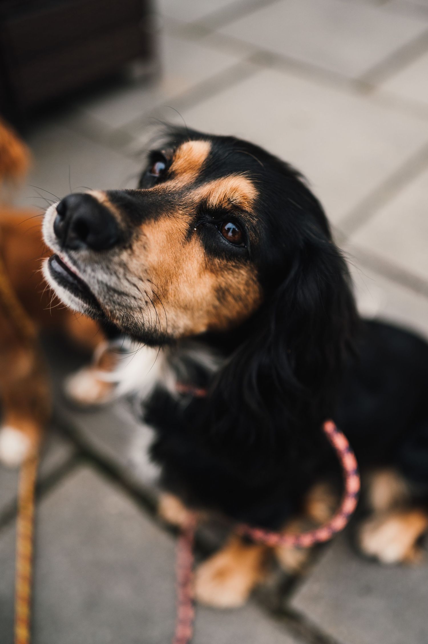 A black and tan dog looking up with soulful eyes wearing a pink collar.