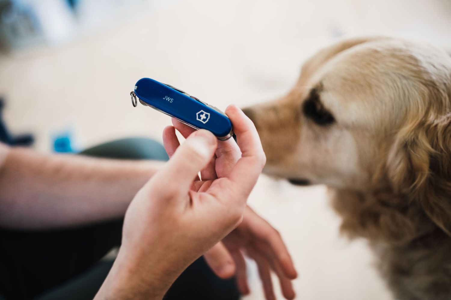 Close up of hands holding a blue box with a curious golden retriever sniffing it.