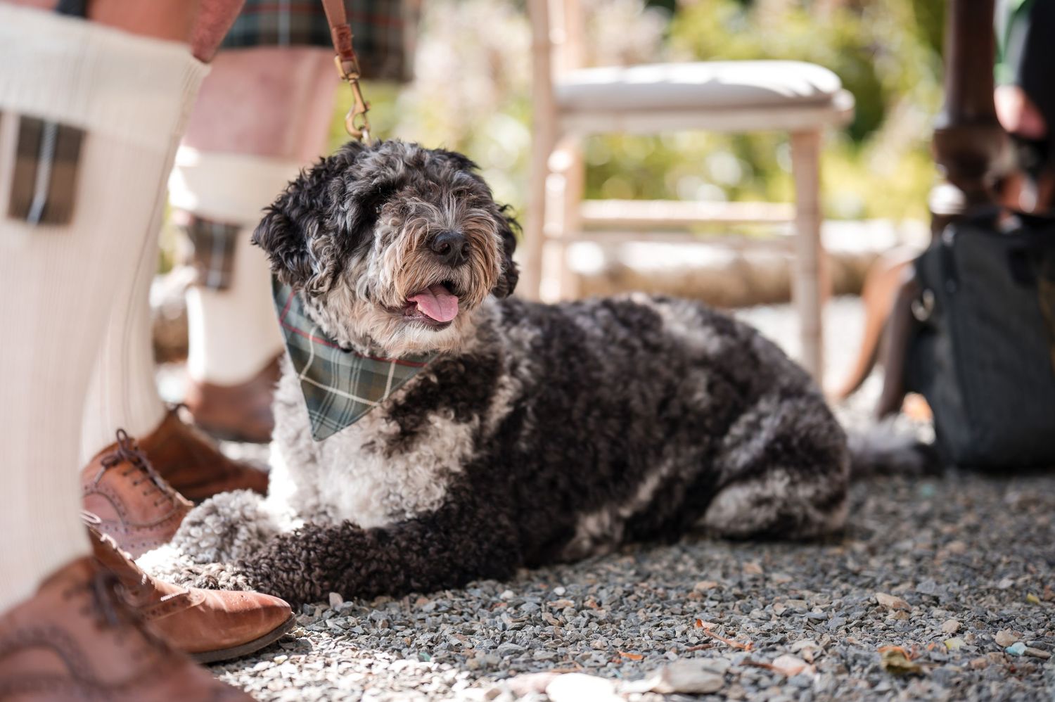 Aberdeen Wedding Photography. Close-up portrait of Scottish terrier dog lying on gravel path.
