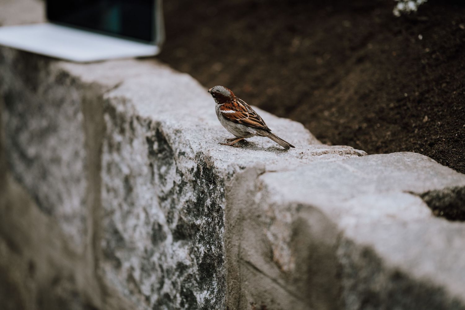 Close-up of a small bird perched on a weathered stone wall.