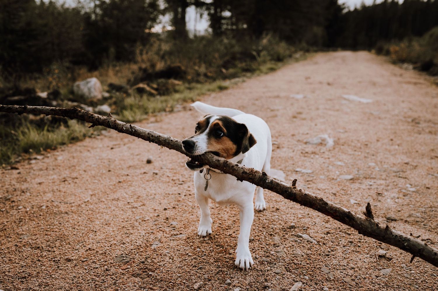 Small white and black dog carries large stick while walking on dirt forest path.