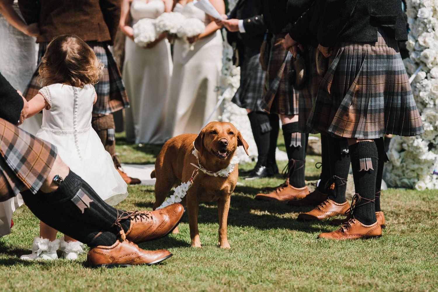 A friendly dog joins wedding guests wearing traditional Scottish kilts on the lawn.