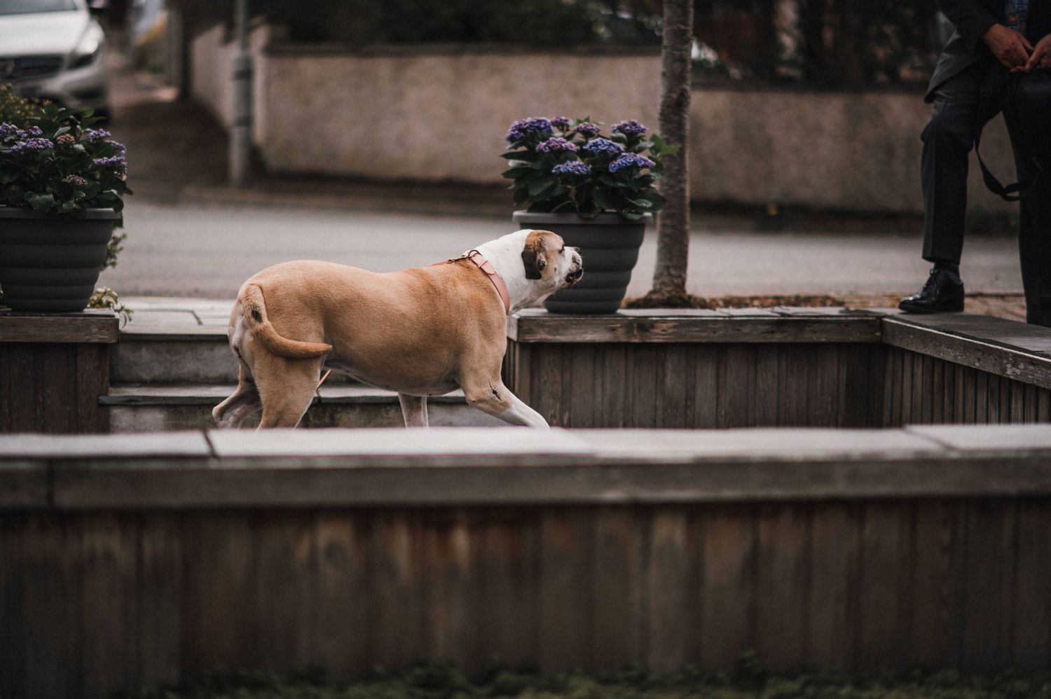 English bulldog walking along an urban wall in natural lighting.