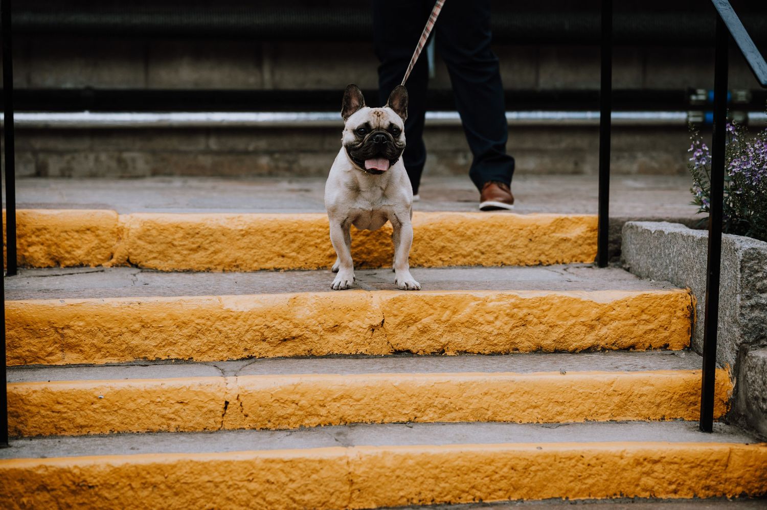 A pug dog stands on yellow painted concrete steps.