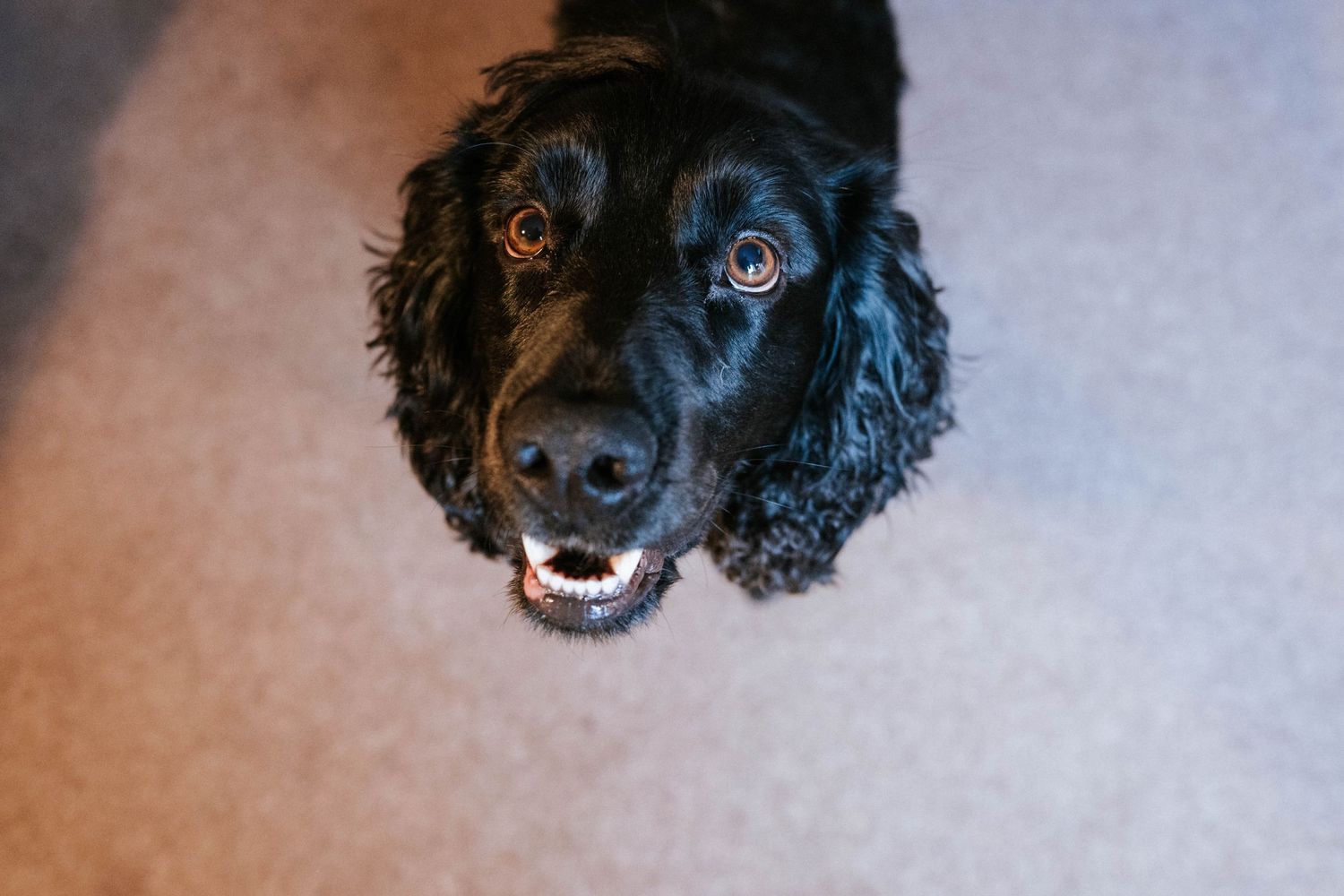 Close up portraits of a black cocker spaniel dog with expressive eyes and curly fur.