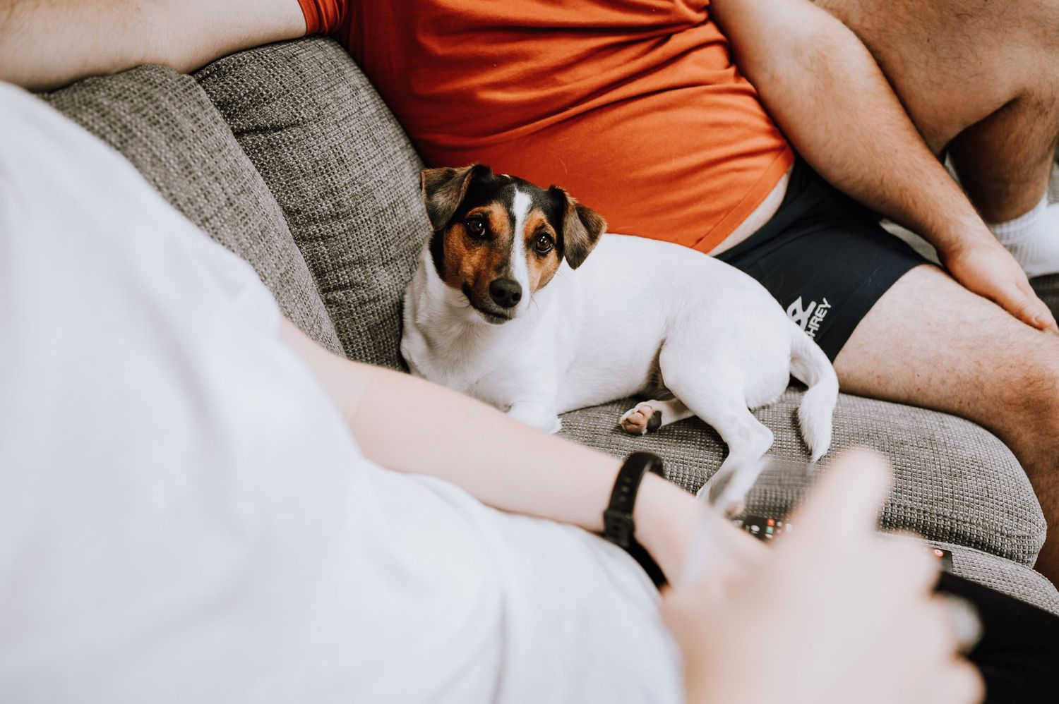 Small Jack Russell terrier dog relaxes on a gray couch with its owner.