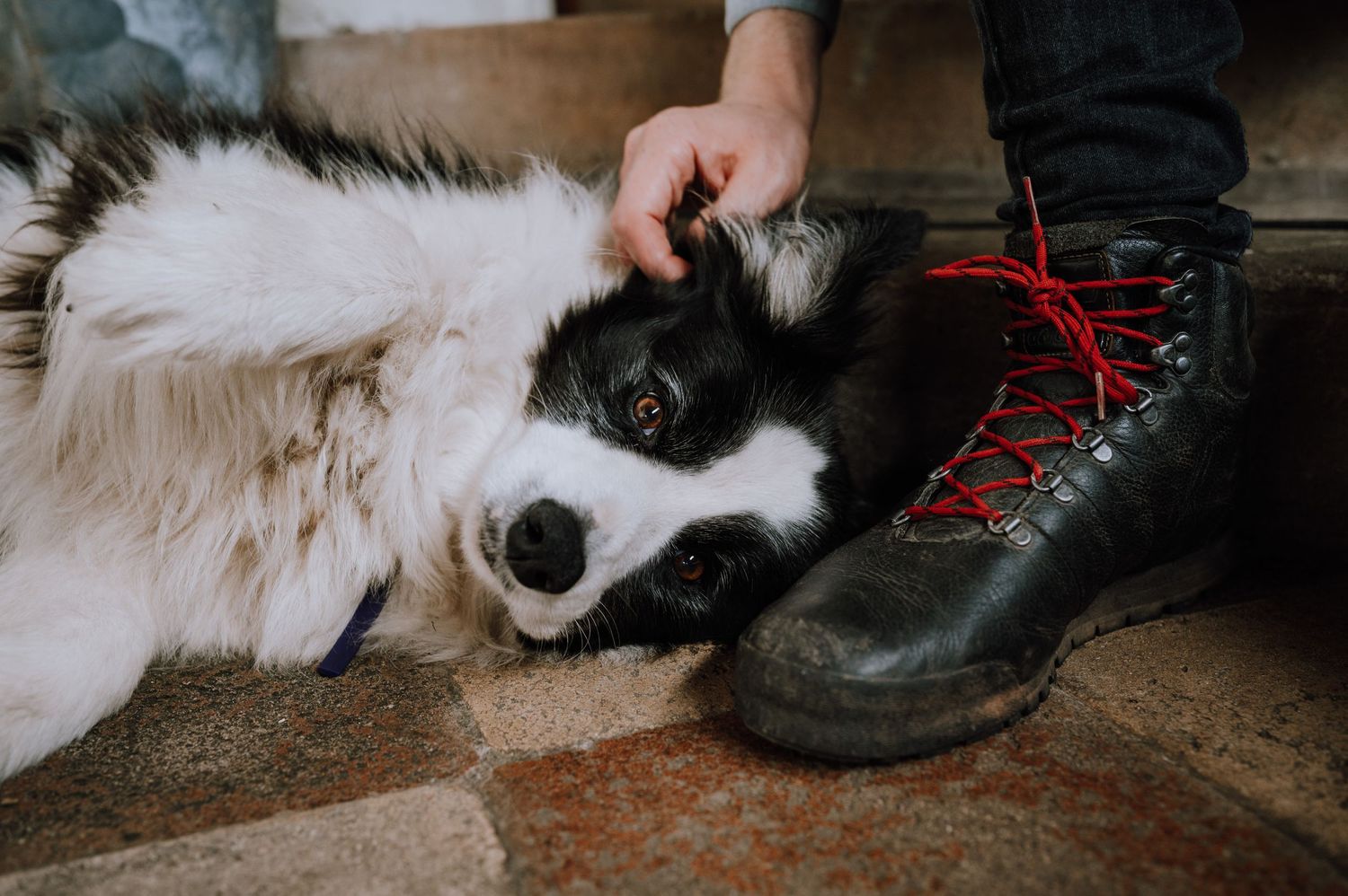 A black and white border collie being petted next to red-laced boots.