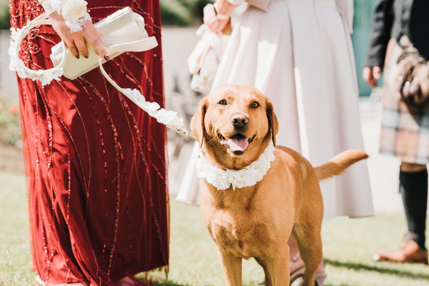 A happy golden retriever dog wearing a white leash stands on grass near someone wearing a red dress at a wedding.